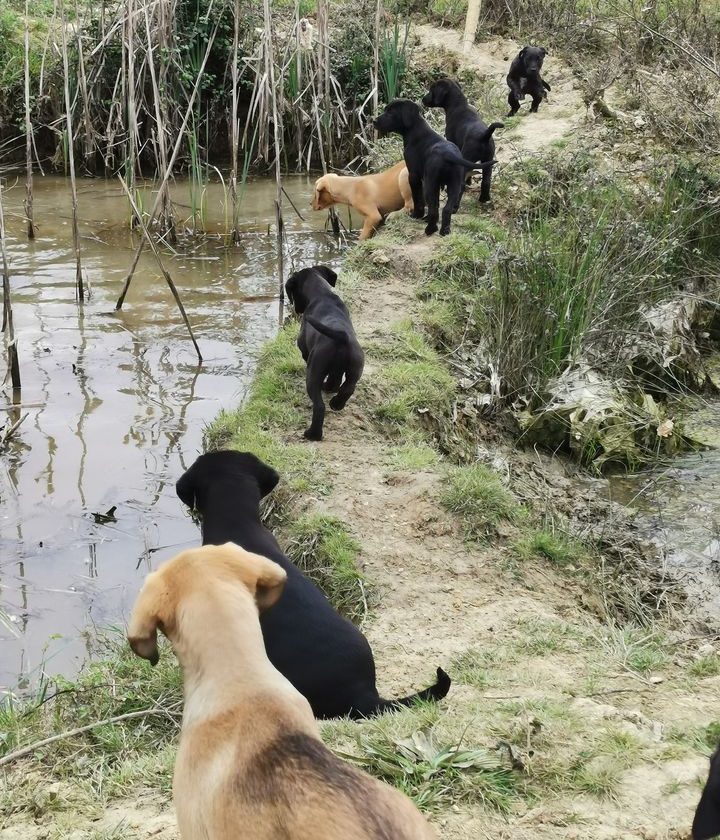 Chiots en sortie avec la meute