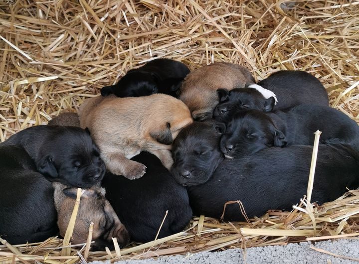 Une mère et ses chiots au calme