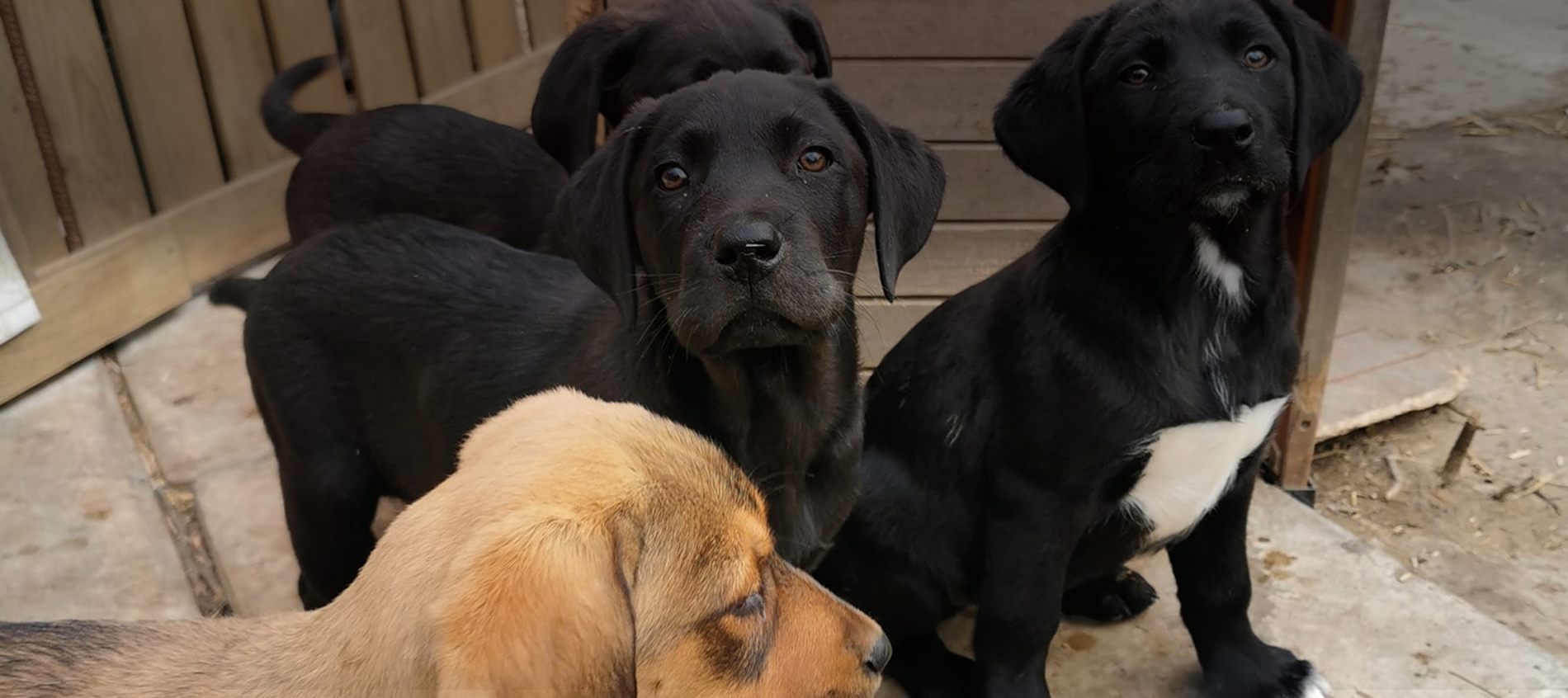 Chiens de l'élevage du Clos du Buissonnier en extérieur