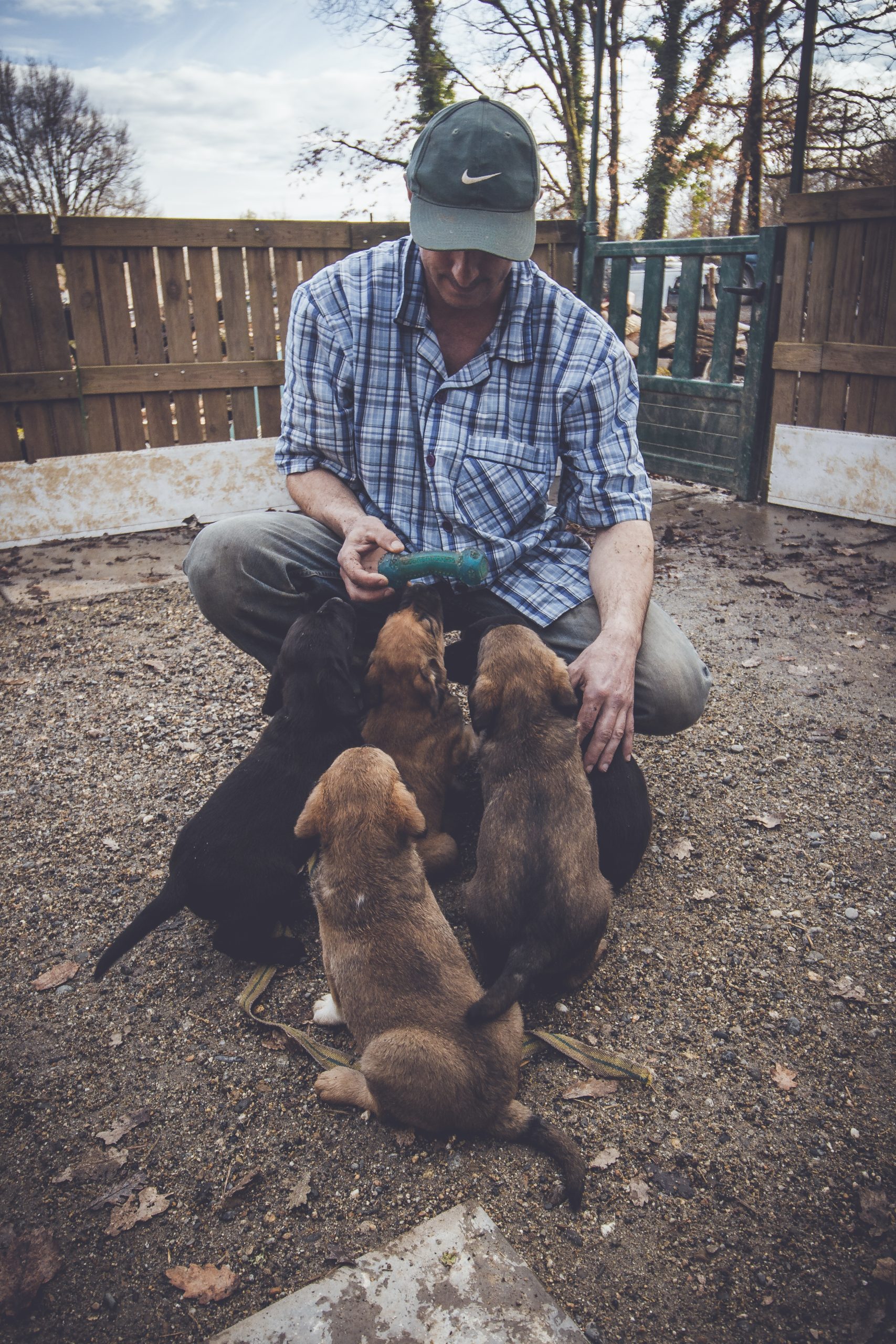 Chiens en extérieur dans l'élevage